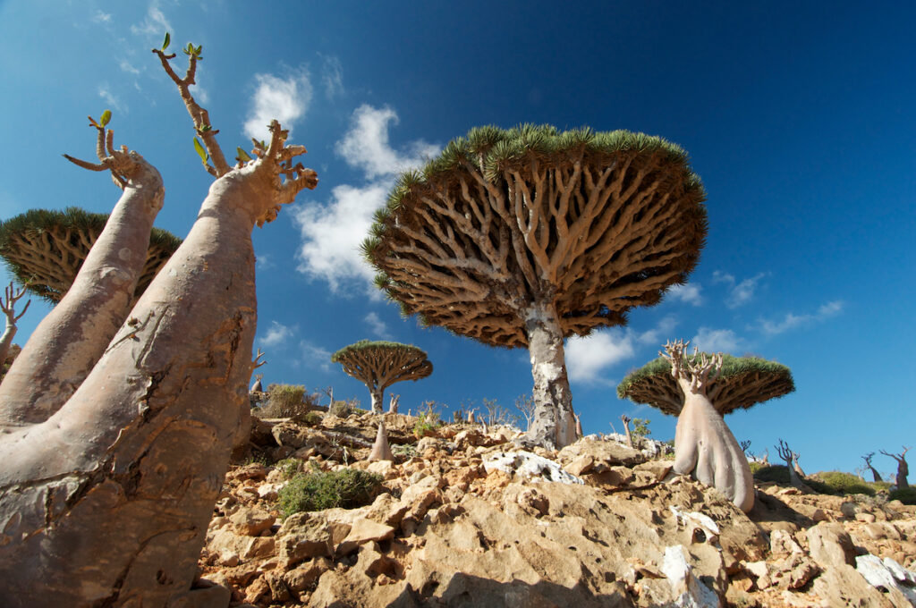 THE TALE OF SOCOTRA:  A Phenomenal Island Caught in Geopolitical Crossfire
